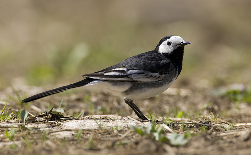 Pied Wagtail